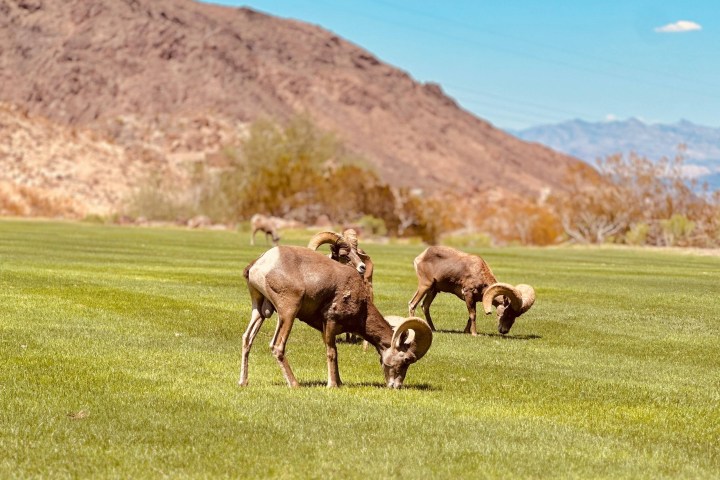 a herd of sheep walking across a lush green field