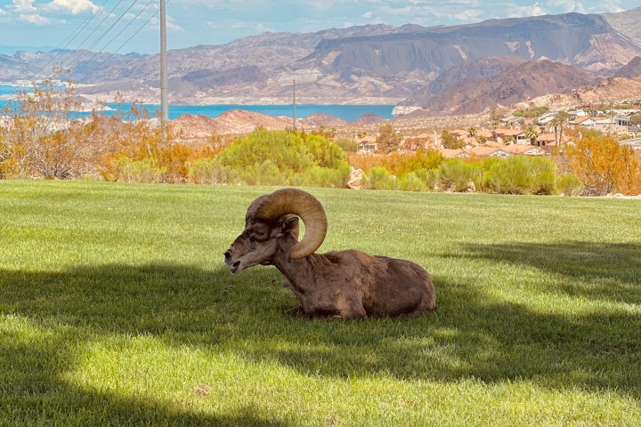 a cow grazing in a field with a mountain in the background