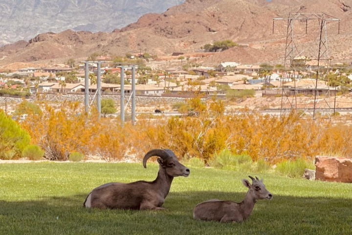 a group of sheep lying in a field with a mountain in the background