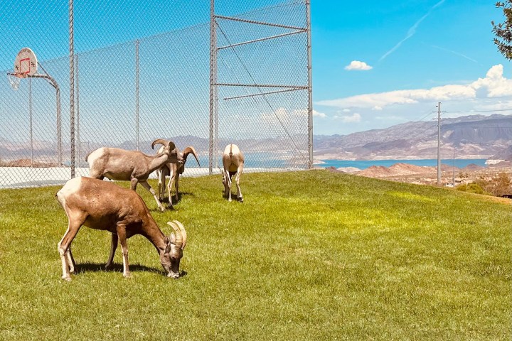 a person riding a horse in a field
